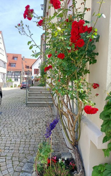 Biberach