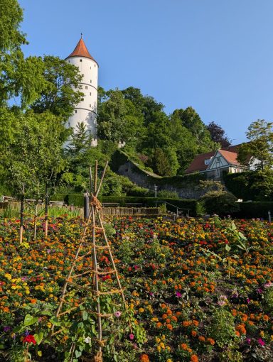 weißer Turm Biberach